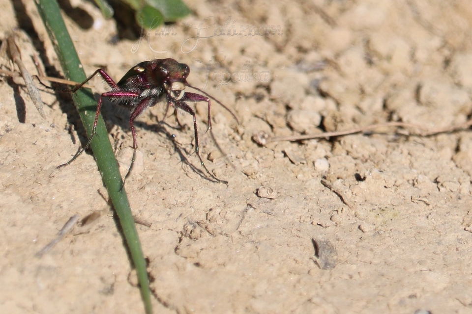 Cicindela campestris - mezei homokfutrinka