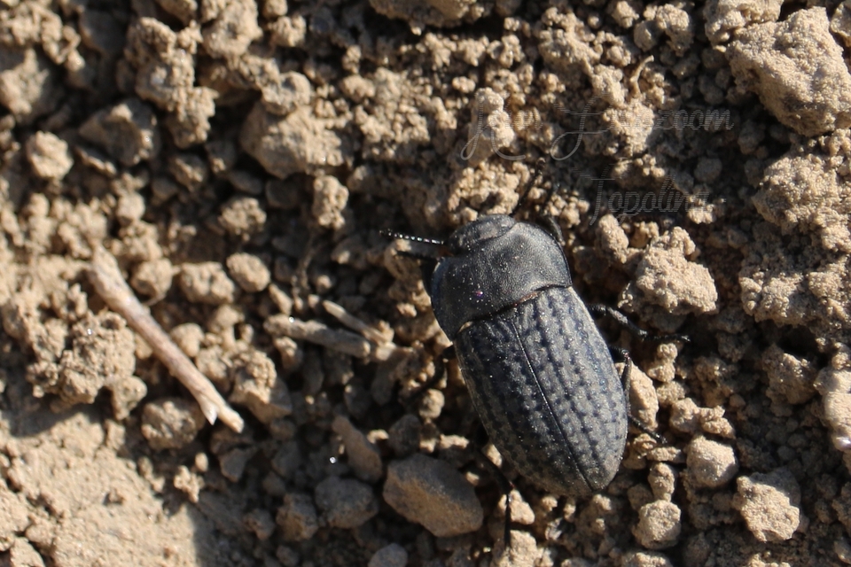Opatrum sabulosum - sároshátú gyászbogár