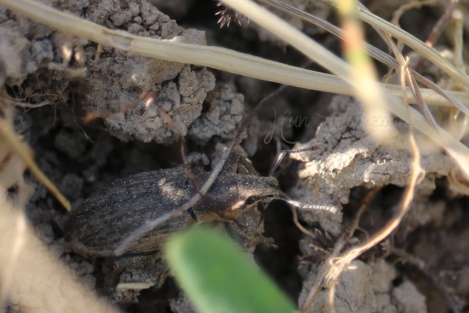Tanymecus palliatus - közönséges hegyesfarúbarkó