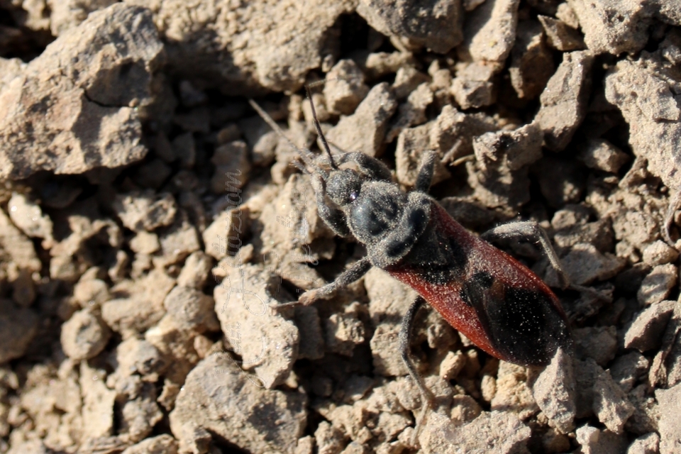 Peirates hybridus - foltos rablópoloska