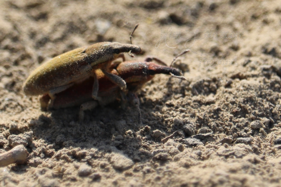 Lixus angustus - rövid dudvabarkó