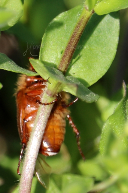 Holochelus aequinoctialis - tavaszeleji cserebogár