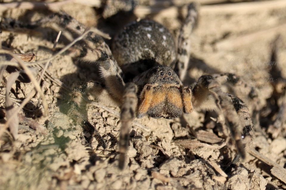 Lycosa singoriensis - szongáriai cselőpók