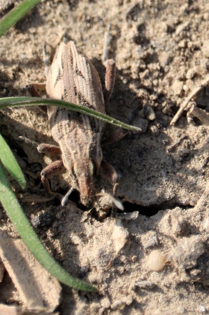 Coniocleonus nigrosuturatus - nyíljegyes barkó