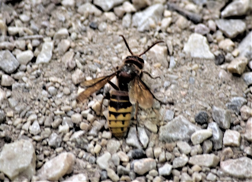 Vespa crabro - lódarázs