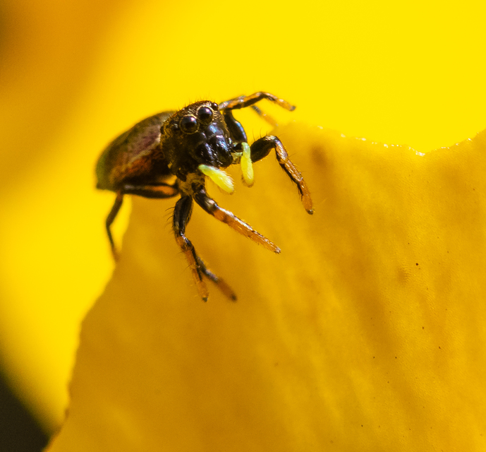 Heliophanus