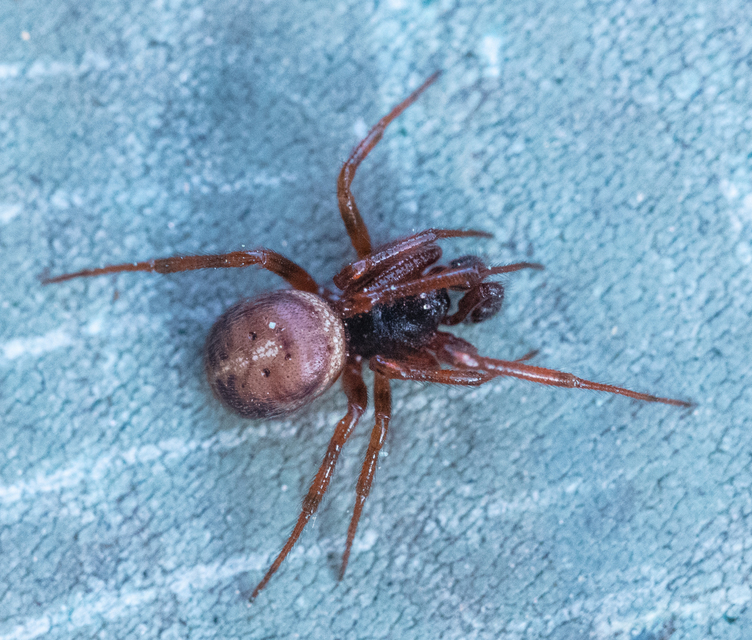 Steatoda bipunctata - kétpettyes faggyúpók