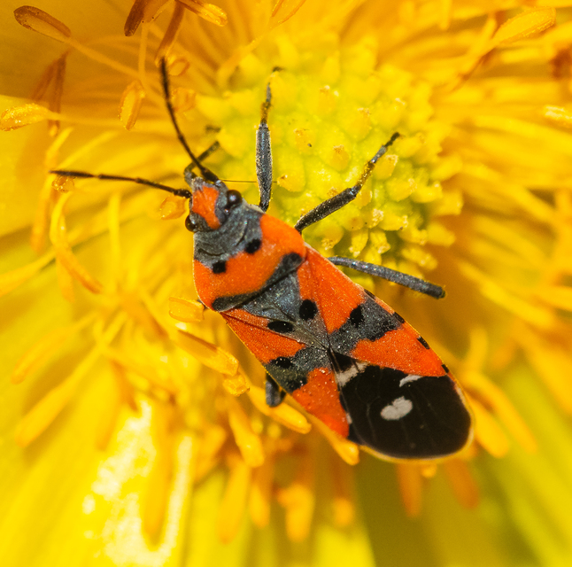 Lygaeus equestris - közönséges lovagbodobács