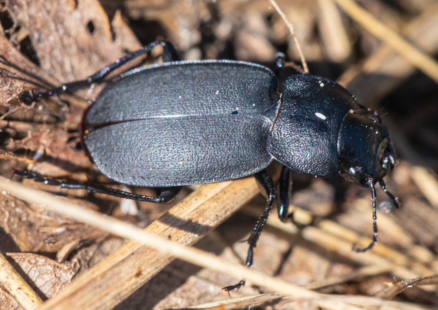 Licinus cassideus - nagy pajzsosfutonc