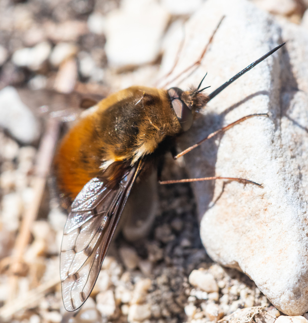 Bombylius discolor - feketefarú pöszörlégy