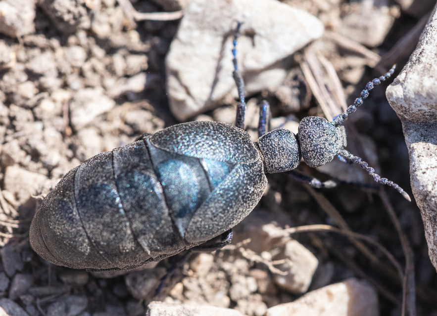 Meloe proscarabaeus - közönséges nünüke
