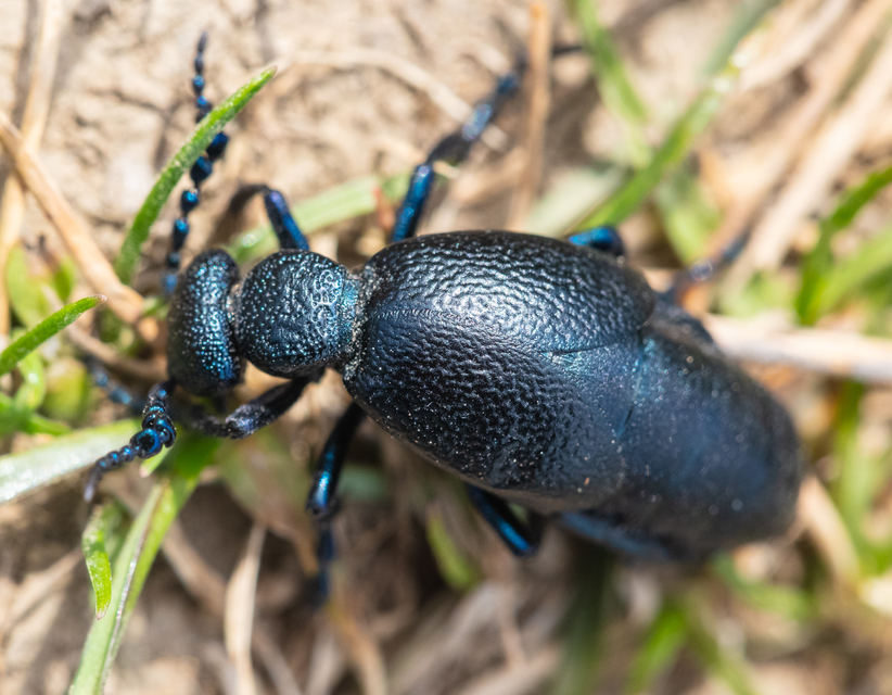 Meloe proscarabaeus - közönséges nünüke