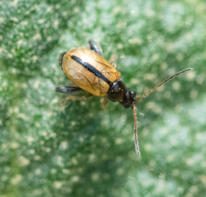 Longitarsus