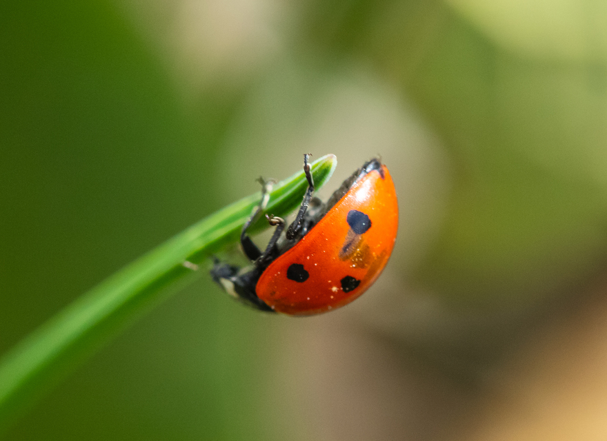 Coccinella septempunctata - hétpettyes katica