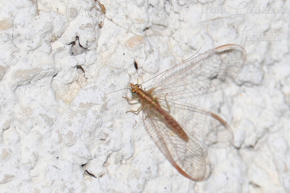 Chrysopidae - zöldfátyolkák