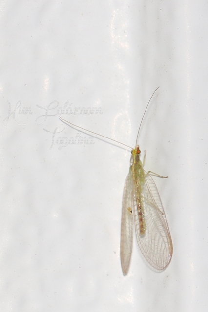 Chrysopidae - zöldfátyolkák