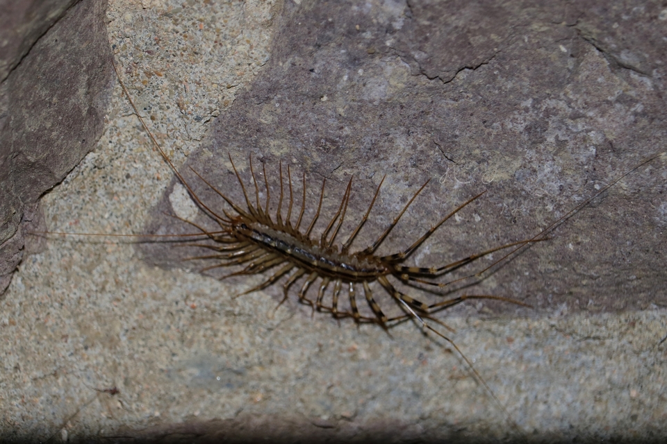 Scutigera coleoptrata - légyölő pókszázlábú
