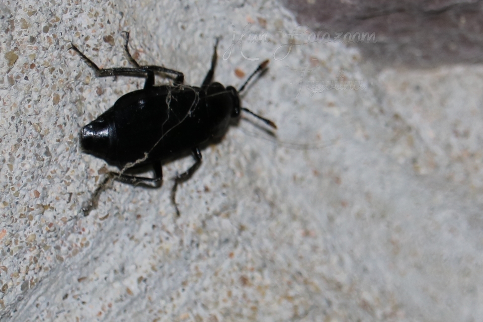 Necrodes littoralis - nagy dögbogár