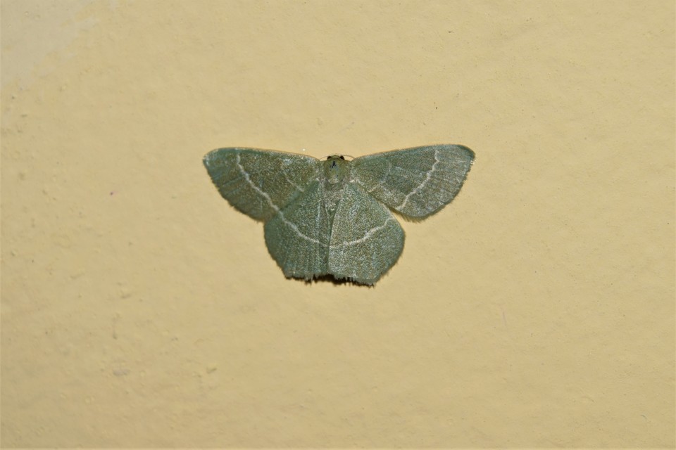 Chlorissa viridata - üdezöld araszoló