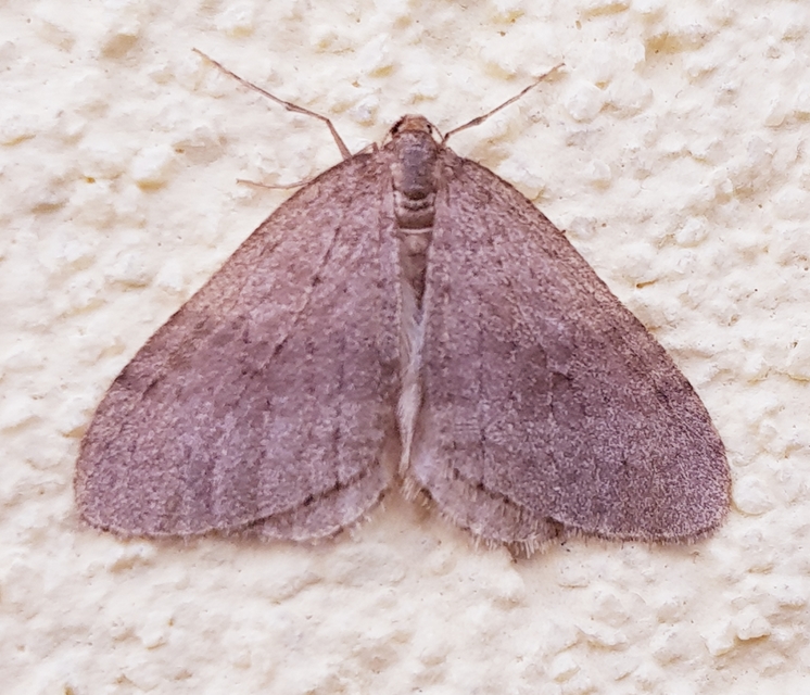 Operophtera brumata - kis téliaraszoló