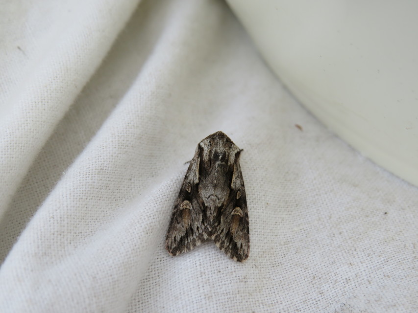 Chloantha hyperici - orbáncfű-sugarasbagoly