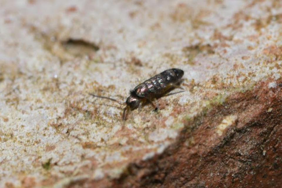 Tomoceridae