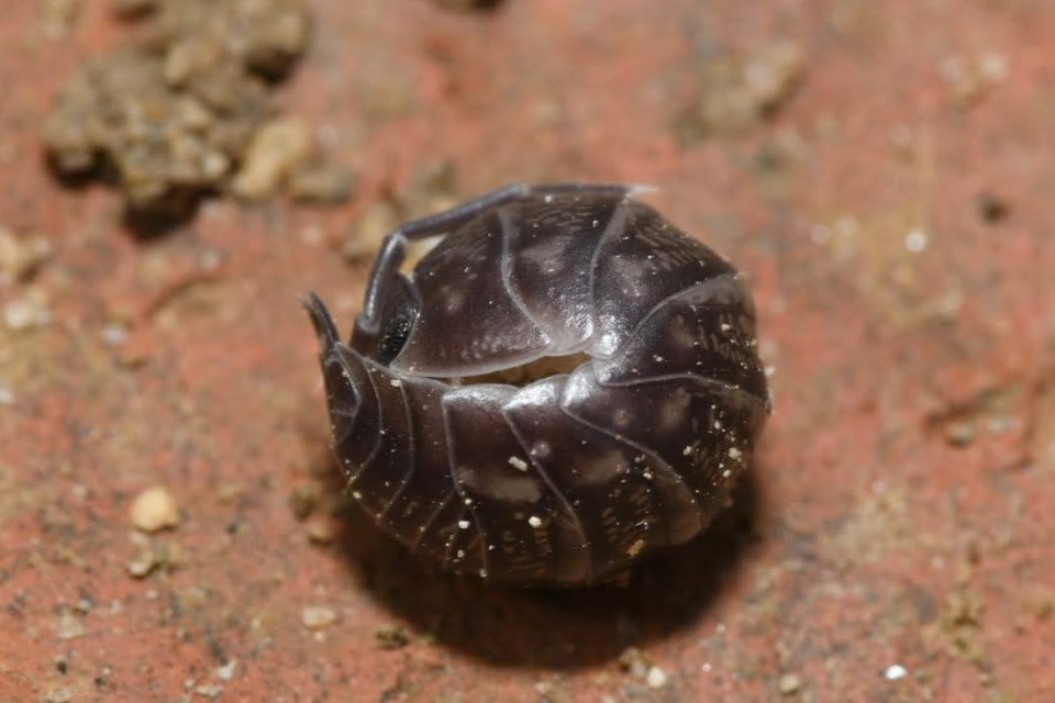 Cylisticus Cylisticus
