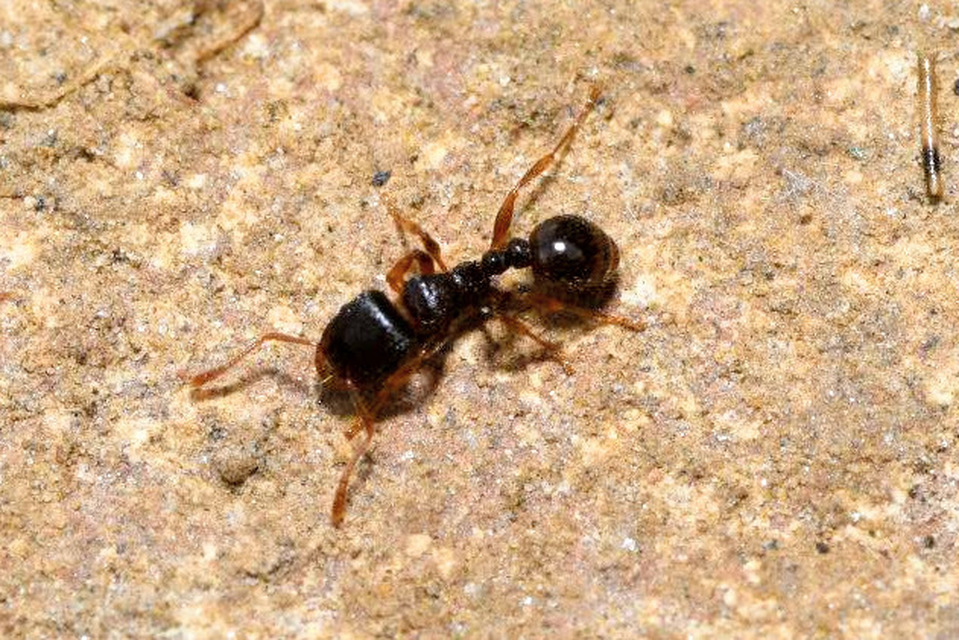 Tetramorium