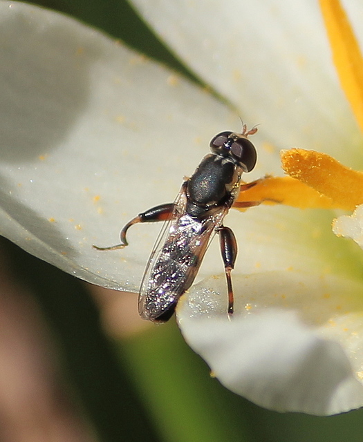 Syritta pipiens - zizegő comboslégy