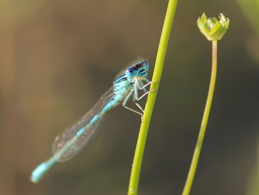 Coenagrion scitulum - mediterrán légivadász