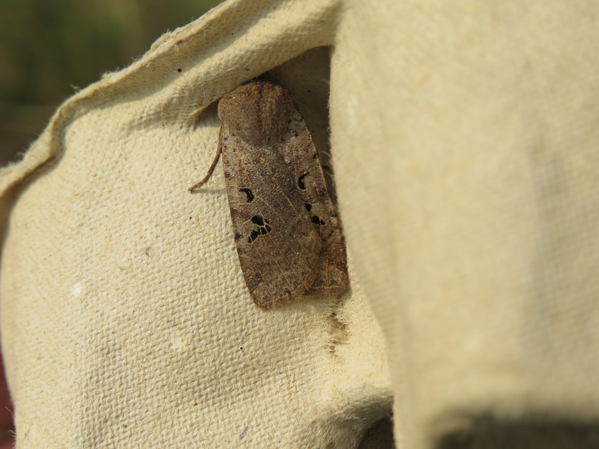 Conistra rubiginosa - szürke télibagoly