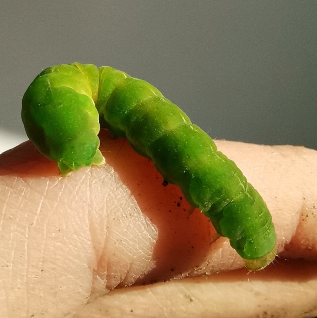 Phlogophora meticulosa - vándorló csipkésbagoly