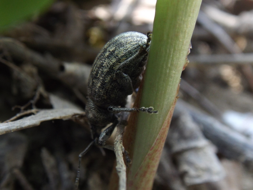 Otiorhynchus ligustici - vincellér-gyalogormányos