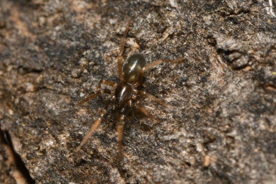 Phrurolithus