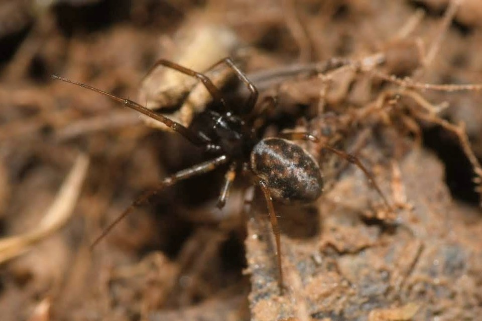 Neriene clathrata - rácsozott vitorlapók