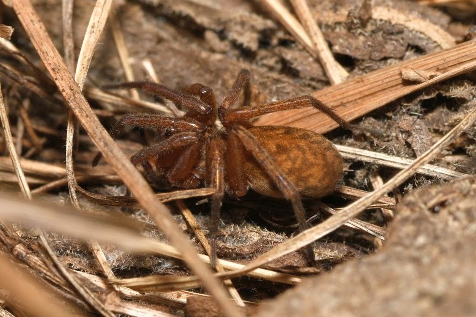 Agroeca brunnea - barna avarpók