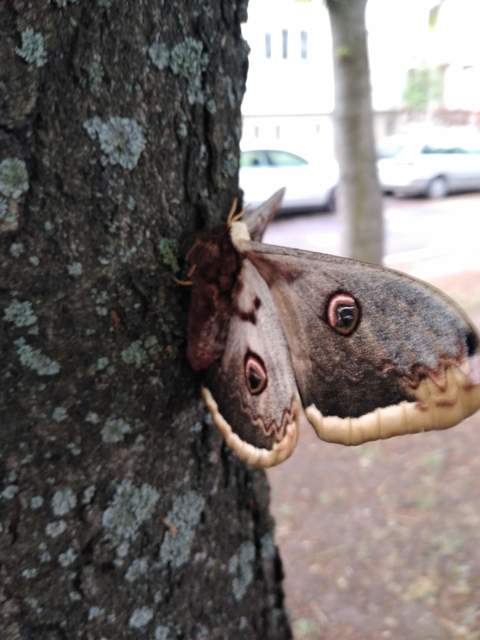 Saturnia pyri - nagy pávaszem