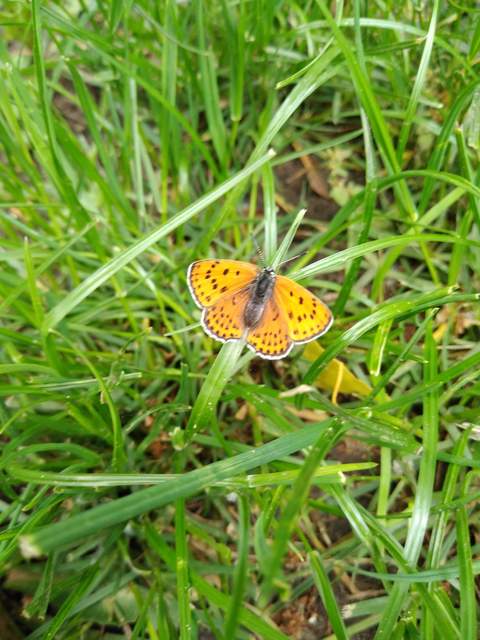 Lycaena thersamon - kis tűzlepke