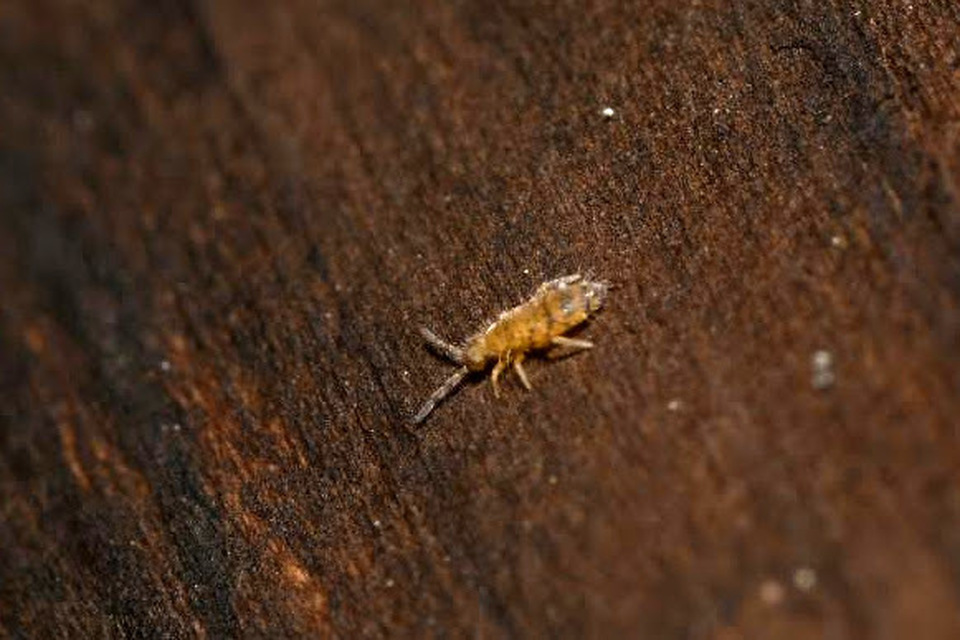 Entomobryidae
