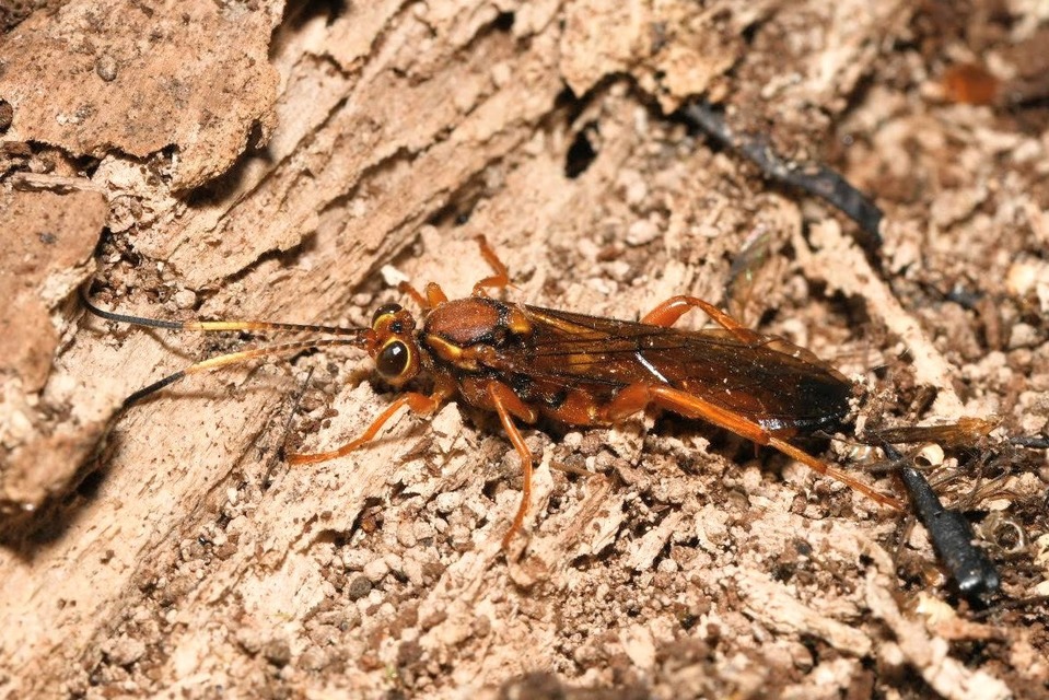 Lymantrichneumon disparis