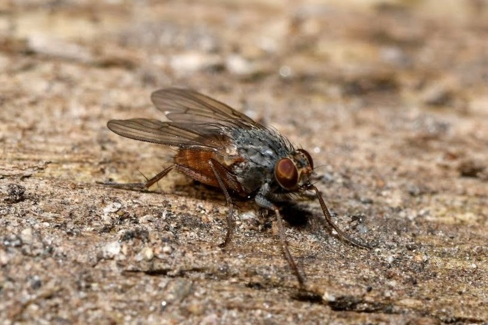 Lispocephala brachialis