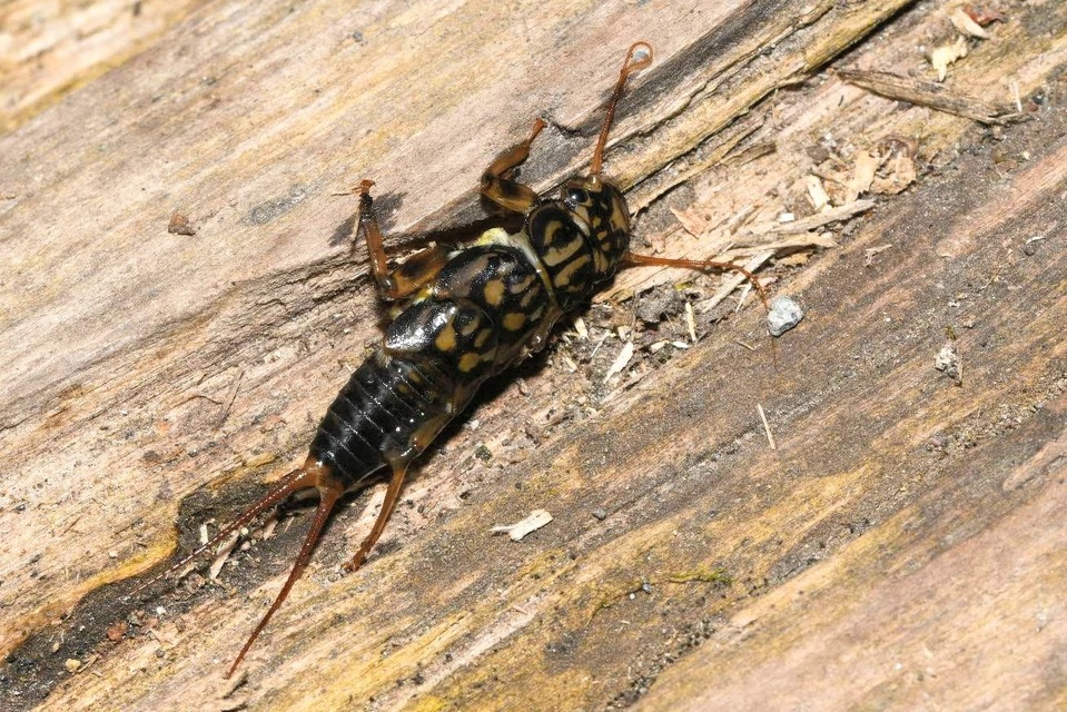 Plecoptera - Álkérészek
