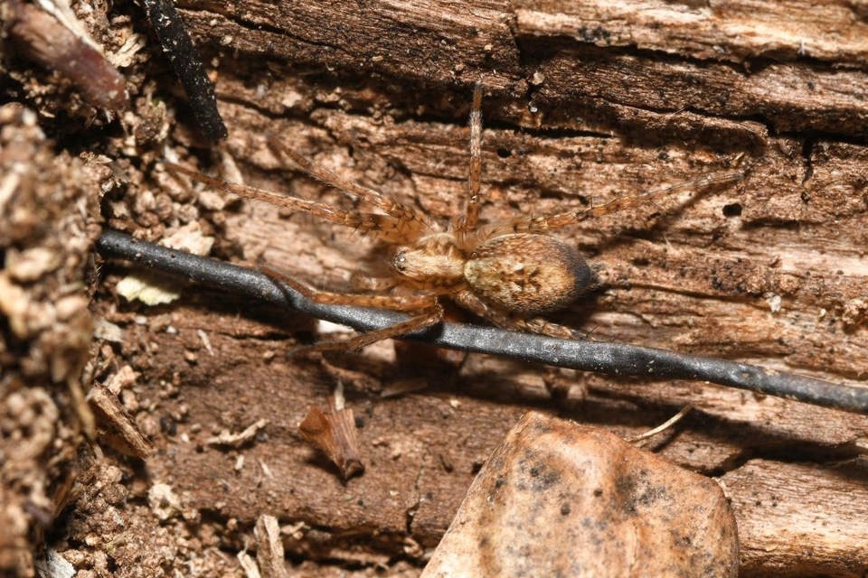 Anyphaena accentuata - jegyespók