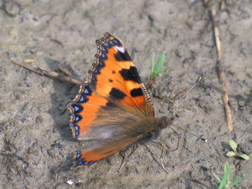 Nymphalis urticae - kis rókalepke