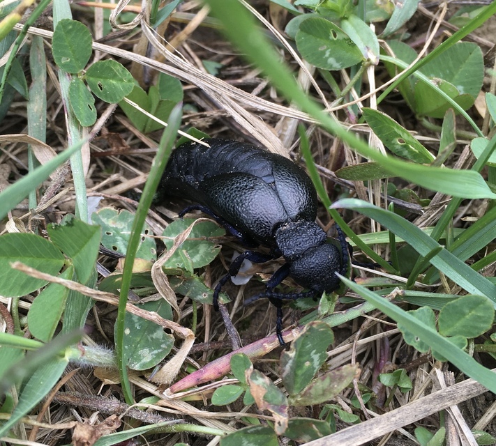 Meloe cicatricosus - óriásnünüke