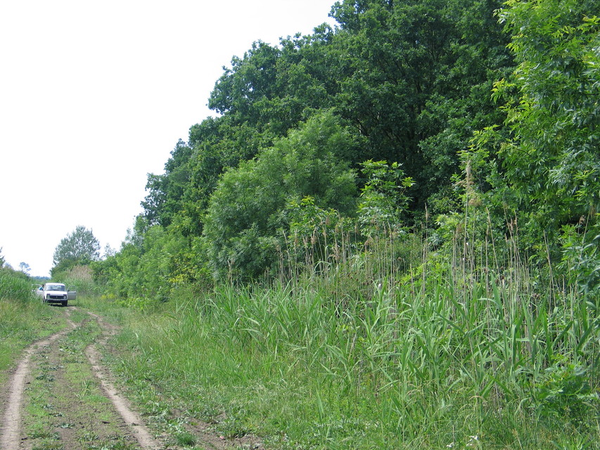Nymphalis xanthomelas - vörös rókalepke