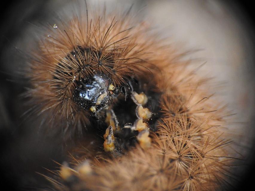 Phragmatobia fuliginosa - füstös medvelepke