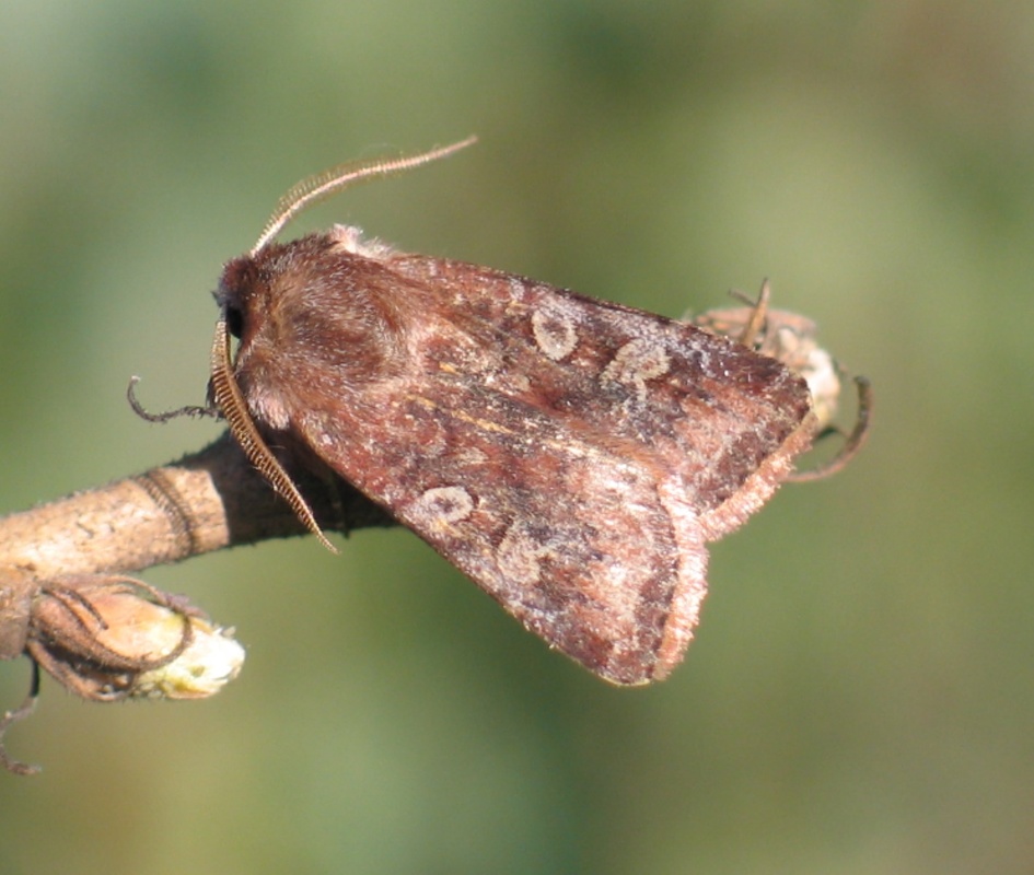Cerastis leucographa - fehérjegyes tavaszibagoly