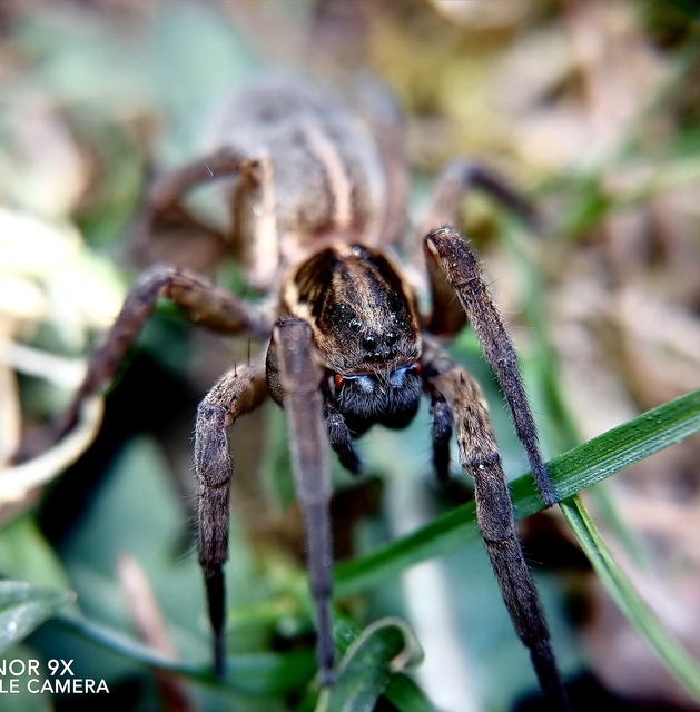 Trochosa