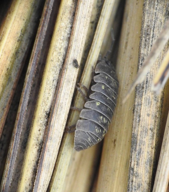 Armadillidium vulgare - szürke gömbászka